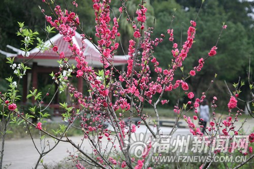 高盖山今年修缮古登山道　提升高盖山等公园景致