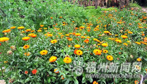 大梦山已种苗木四季可赏花 市民建议扩大景区范围