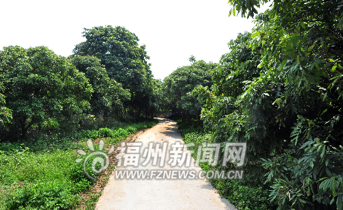 阳岐山拟建严复主题公园　建议尽快改造进村道路