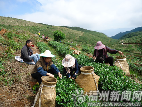 福清市南湖山顶成功引种铁观音　百年茶山再飘香