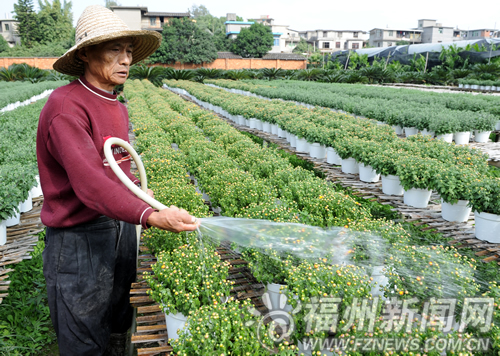 究竟有那些漂亮菊花?　西湖公园菊展下月5日迎客
