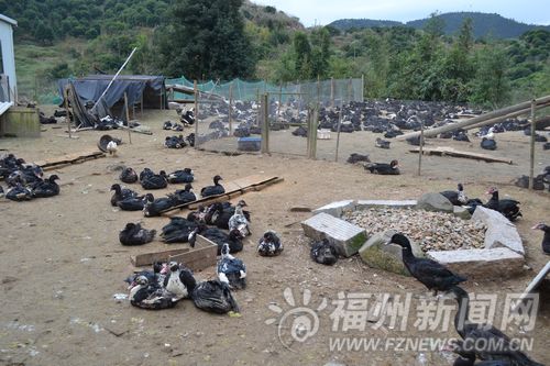 晋安区宦溪农民山上放养七彩山鸡 摸索生态养殖