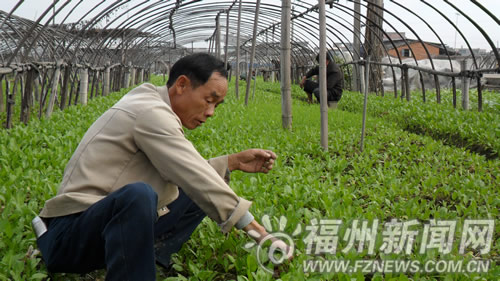 闽侯竹岐种下7000亩蔬菜　菜篮子基地全力抓冬种