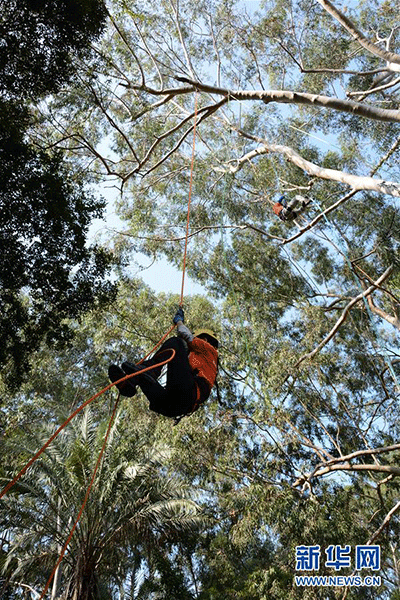 Tree-climbing competition kicks off in SE China city