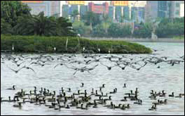 Eco-efforts bring results in making 'Beautiful Xiamen'