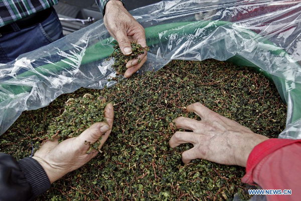 In pictures: tea trade at Anxi tea wholesale market in Fujian