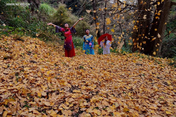 Golden scenery of gingko forest in Fujian