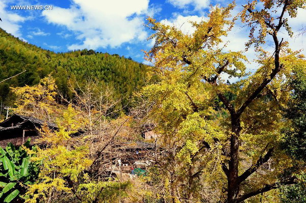 Golden scenery of gingko forest in Fujian