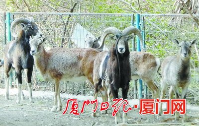 Endangered European sheep arrive in Xiamen