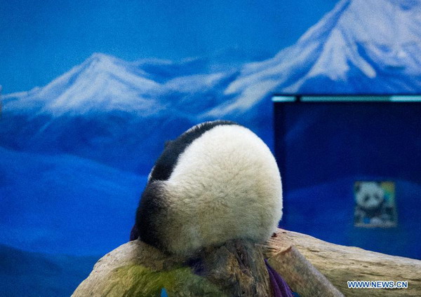 Giant panda cub 'Yuanzai' weaned