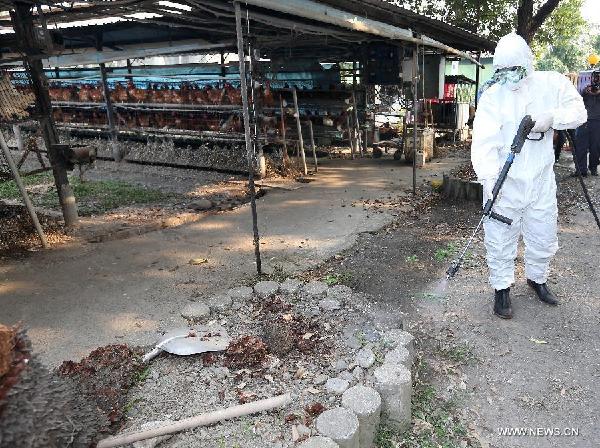 Taiwan culls 120,000 chickens amid bird flu alert