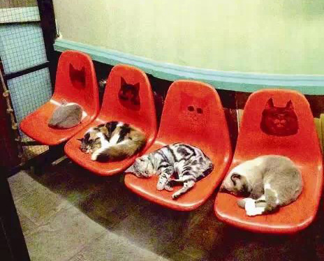Cat Street debuts in Ding'aozai Road near Xiamen University