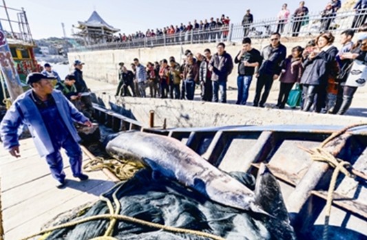 Dead minke whale caught in Pingtan