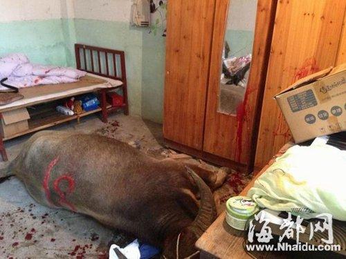 Bull runs amok, hurts woman in E China