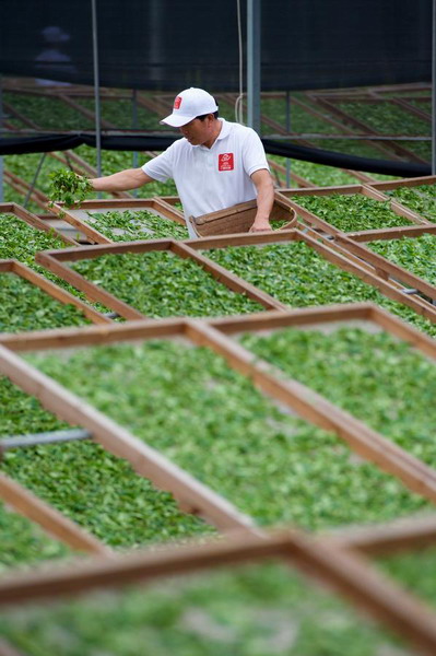 Tea-drying in Fuding