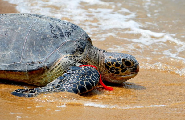 Sea turtle returns to wild