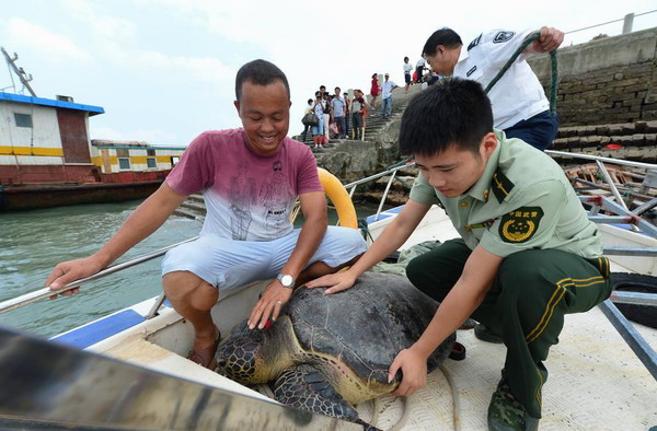 Sea turtle returns to wild