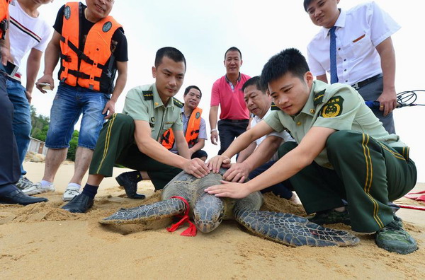 Sea turtle returns to wild