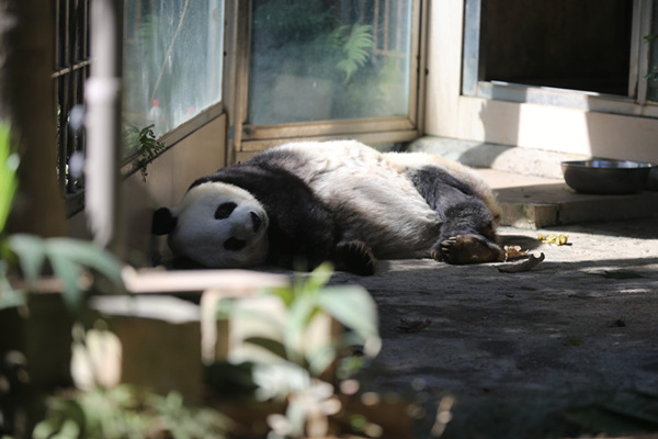 Fuzhou to celebrate 35th birthday of panda Basi