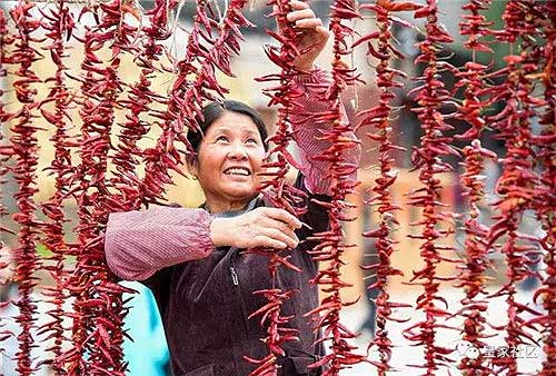 Fujian village celebrates harvest in December