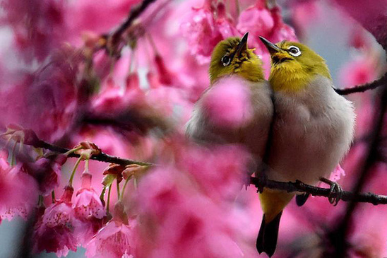 Nature's painting of flower and bird