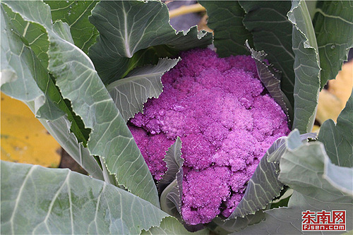 Colorful vegetables make big profits for Fujian farmers