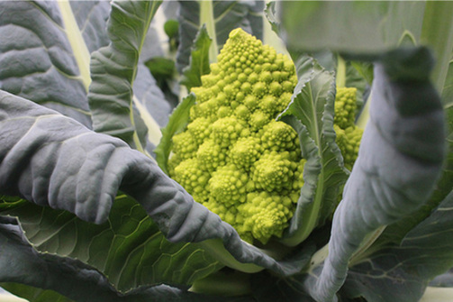 Colorful vegetables make big profits for Fujian farmers