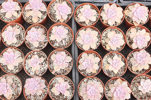 Colorful vegetables make big profits for Fujian farmers