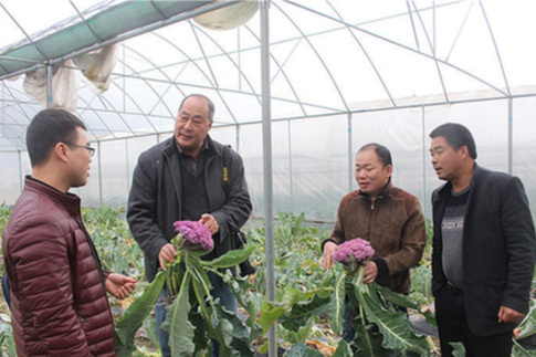 Colorful vegetables make big profits for Fujian farmers