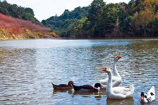 Panorama of flowery Fujian