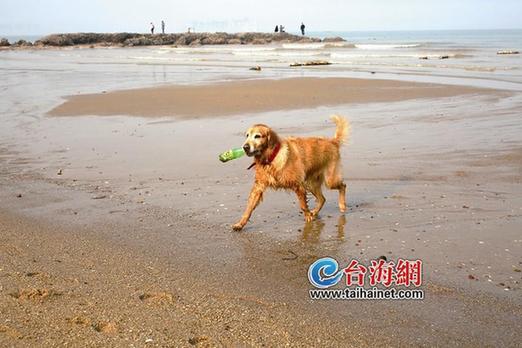 Dog dedicates itself to cleaning waste along Xiamen beach