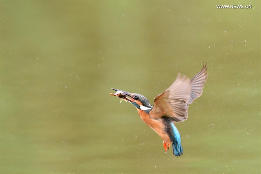 Kingfisher catches fish in SE China's Fuzhou