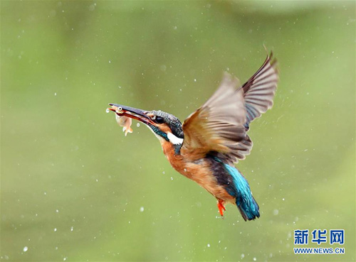Hefei-Fuzhou railway becomes bird watching paradise