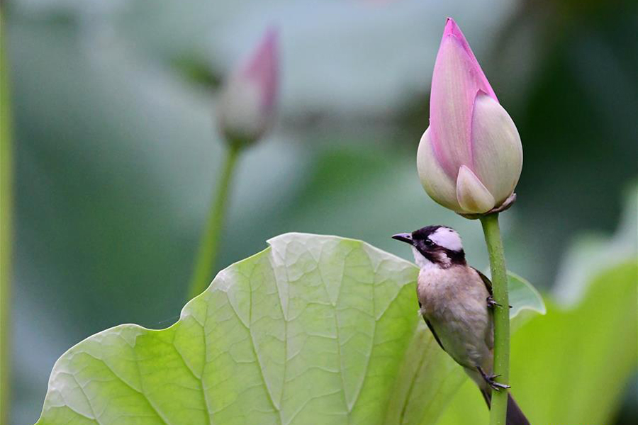 Summer lotus blossoms attract birds