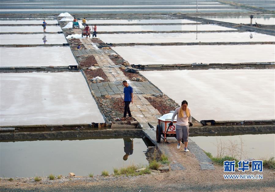 Fujian’s largest saltworks bustling with busy summer season