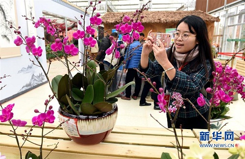 Orchid exhibition opens in Fujian county
