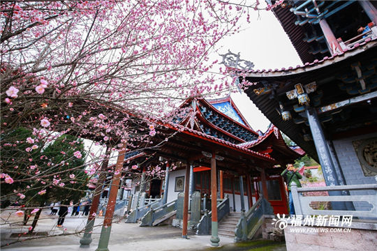 Plum blossoms add color to ancient temple