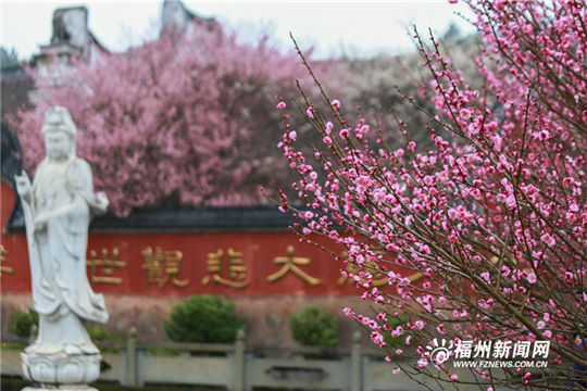 Plum blossoms add color to ancient temple