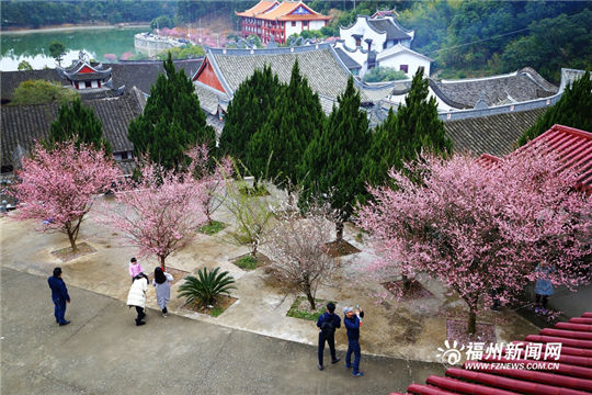 Plum blossoms add color to ancient temple