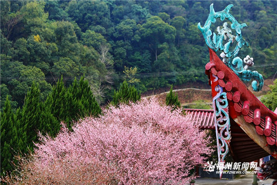 Plum blossoms add color to ancient temple