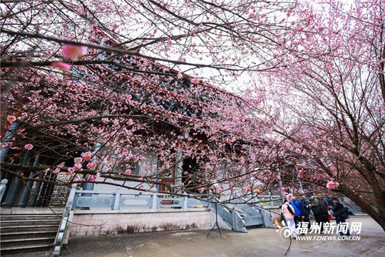 Plum blossoms add color to ancient temple