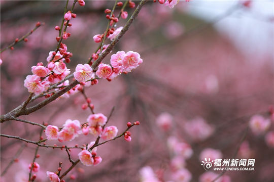 Plum blossoms add color to ancient temple