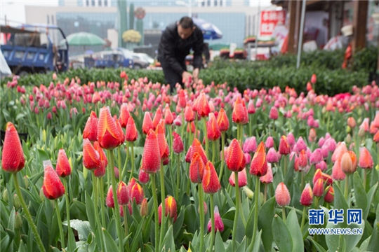 In pics: blossom-adorned Zhangzhou