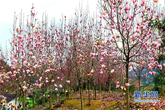 In pics: fully-bloomed magnolia flowers in Fujian