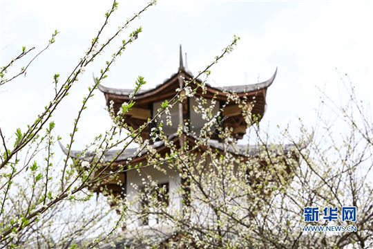 In pics: Blooming peach blossoms in Yongtai