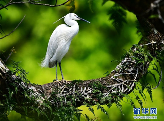 In pics: Spring, birds and old trees