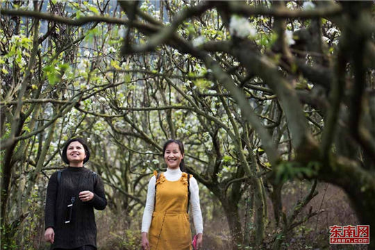 In pics: fully-bloomed pear blossoms in rural Quanzhou