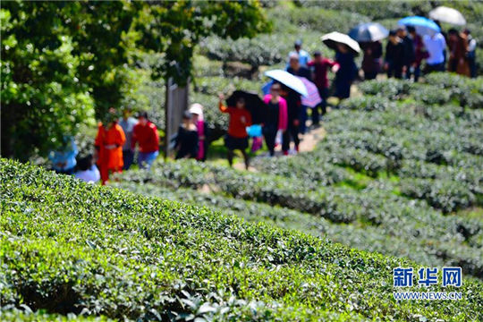 In pics: Picturesque view of tea plantation in northern Fujian