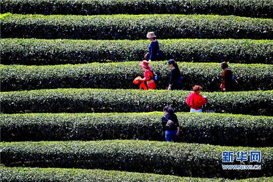 In pics: Picturesque view of tea plantation in northern Fujian