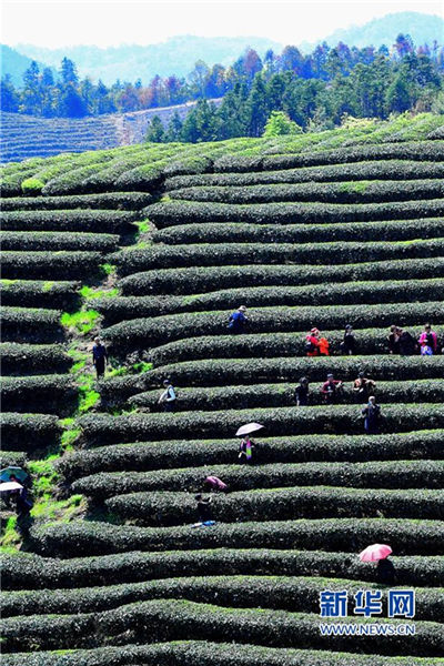In pics: Picturesque view of tea plantation in northern Fujian
